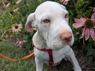 Michelangelo - Hound & Mastiff Mix Male Puppy for Adoption