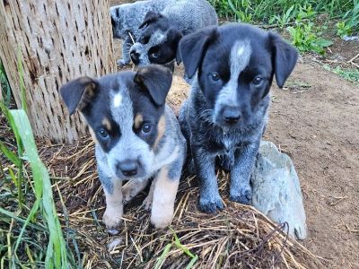 Blue heeler pups