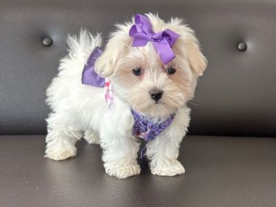 Toy Maltese Puppy For Sale
