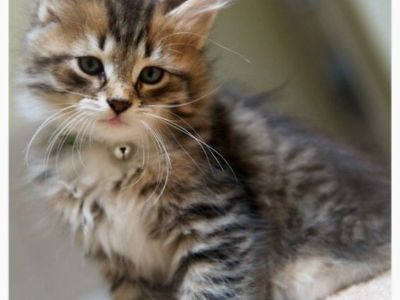 www.mainecoonkittensforsaleseattle.com -Purebred Maine coon kittens for sale