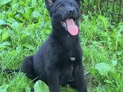 German Shepherd Puppy