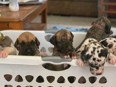 Great Dane puppies