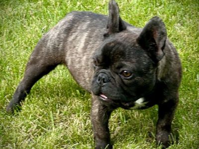 French bulldog male