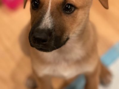 Valentino - Mixed Breed Male Puppy for Adoption