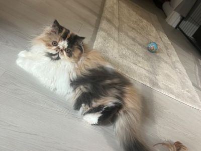 Persian kittens