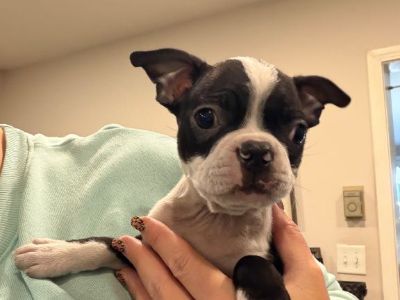 Joey, cute Boston terrier male