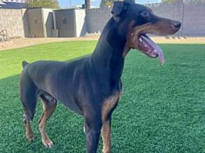 Sir Goofy - Doberman Pinscher Male Puppy for Adoption