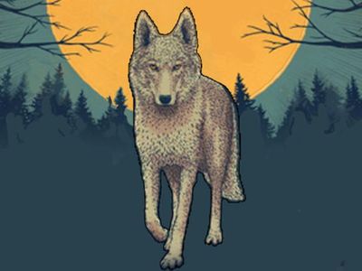 Certified Service Dog available for Dog Walking and Companionship