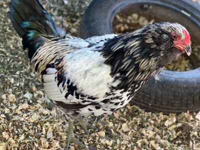 Easter egger rooster.  Hatched 2/9/2020