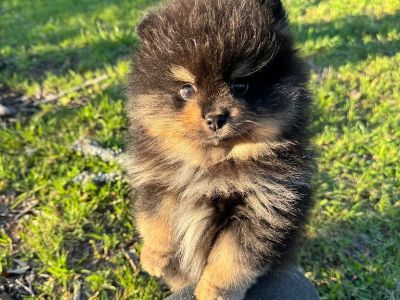 Pomeranian Black and Tan