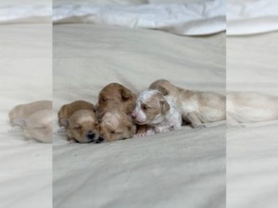 TINY TREASURES THE EXQUISITE TEACUP POODLE LITTER