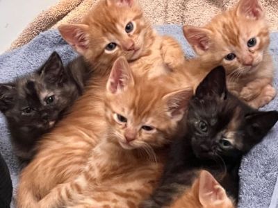 Bengal mixed kittens