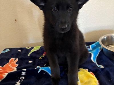 Tinker Bell - Shepherd & Labrador Retriever Mix Female Puppy for Adoption