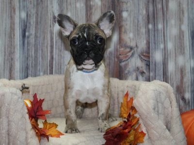 AKC French Bulldog Puppies