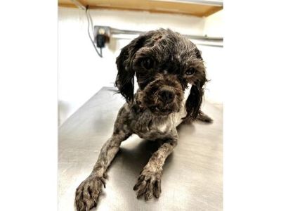 HARVEY - Shih Tzu Male Dog for Adoption