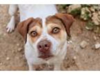 Adopt Brandy a Catahoula Leopard Dog / Mixed dog in Jackson, MS (37420775)