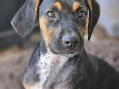 Ted - Bluetick Coonhound Mix Male Puppy for Adoption