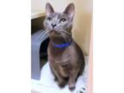 Adopt Oliver Sterling Diablo (Ollie) a Domestic Short Hair