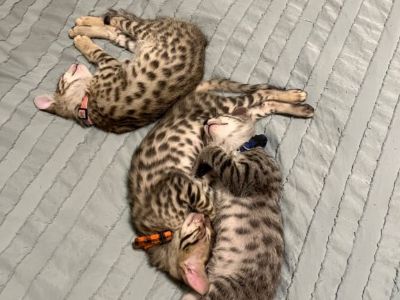 SBT F5 Savannah Kittens