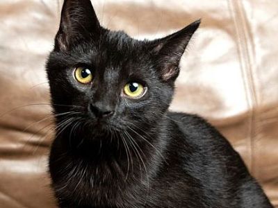 KITTEN BRUNO MARS - Domestic Shorthair Male Cat for Adoption