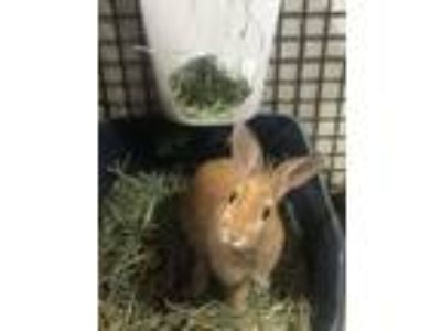 Adopt Tangletot a Bunny Rabbit