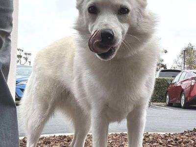 Joey - American Eskimo Dog Male Dog for Adoption
