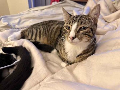 Camel aka Wobbles - Domestic Shorthair Male Cat for Adoption