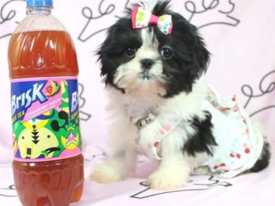 Teacup & Toy Shih Tzu Puppies For Sale