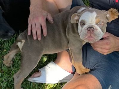 English Bulldogs