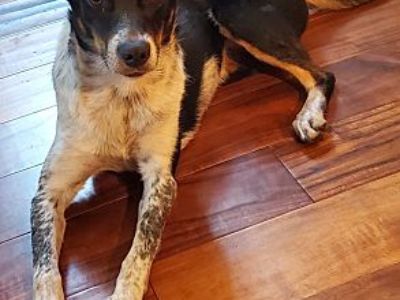 \ - Australian Cattle Dog Female Dog for Adoption