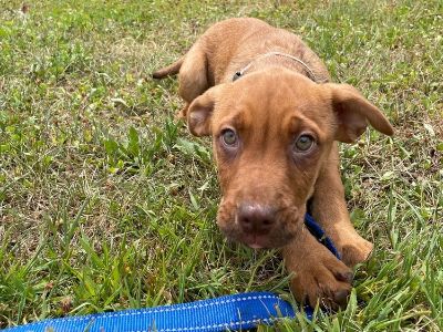 Bumble - Boxer & American Bully Mix Female Puppy for Adoption