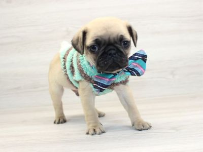Tiny Pug Puppies For Sale
