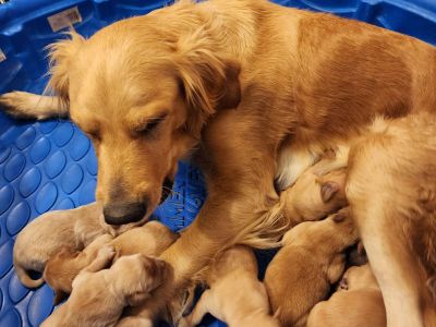Golden Retriever Puppies