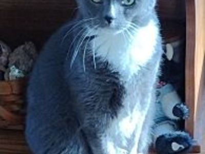 Beau - Domestic Shorthair Male Cat for Adoption