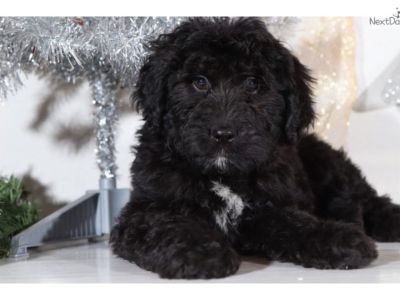 Bernedoodle Puppies