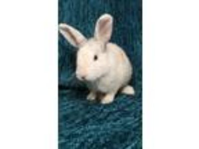 Adopt Winslow a Bunny Rabbit