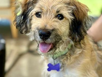 Josie - Wheaten Terrier/Poodle (Miniature) Mix Female Dog for Adoption