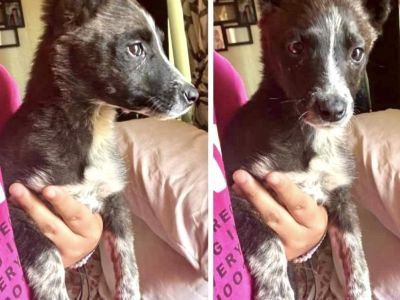 Lolita - Australian Cattle Dog / Blue Heeler & Cattle Dog Mix Female Puppy for Adoption