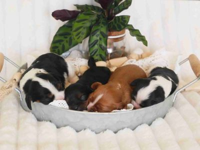 1 Male and 3 Female Cavalier King Charles Spaniel Puppies for Sale