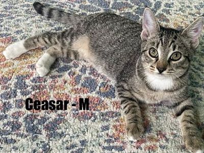 Ceasar Kitten - Domestic Shorthair Male Cat for Adoption