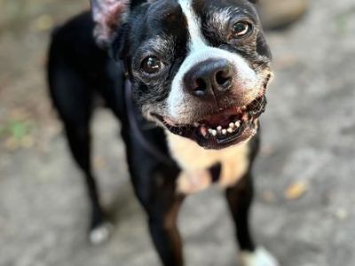 Boston Max - Boston Terrier Male Dog for Adoption