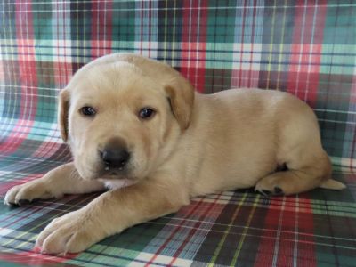 Labrador Hybrid Retriever Puppies and Started Dogs