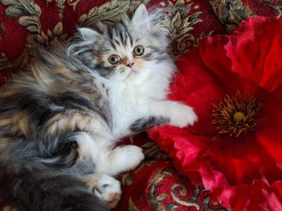 Persian kitten calico available.