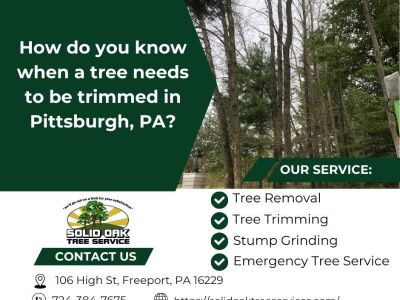 How do you know when a tree needs to be trimmed in Pittsburgh, PA?