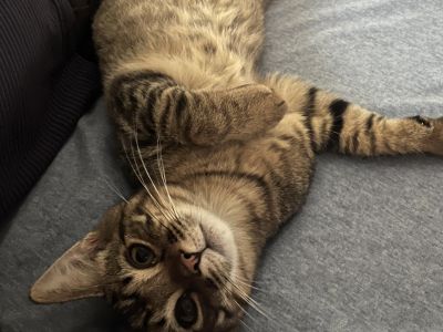 Buster Brown - Domestic Short Hair Male Cat for Adoption