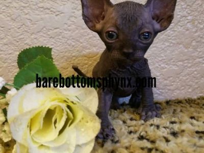 Sphynx and bambino's