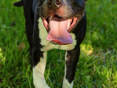 Piglet - Pit Bull Terrier Mix Female Dog for Adoption