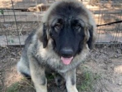 Sarplaninac puppies for sale