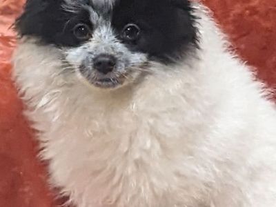 Male Pomeranian super sweet