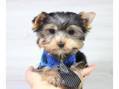 Yorkie Cuties: Ready For a New Home
